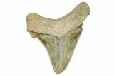 Serrated Angustidens Tooth - Megalodon Ancestor #370064-1